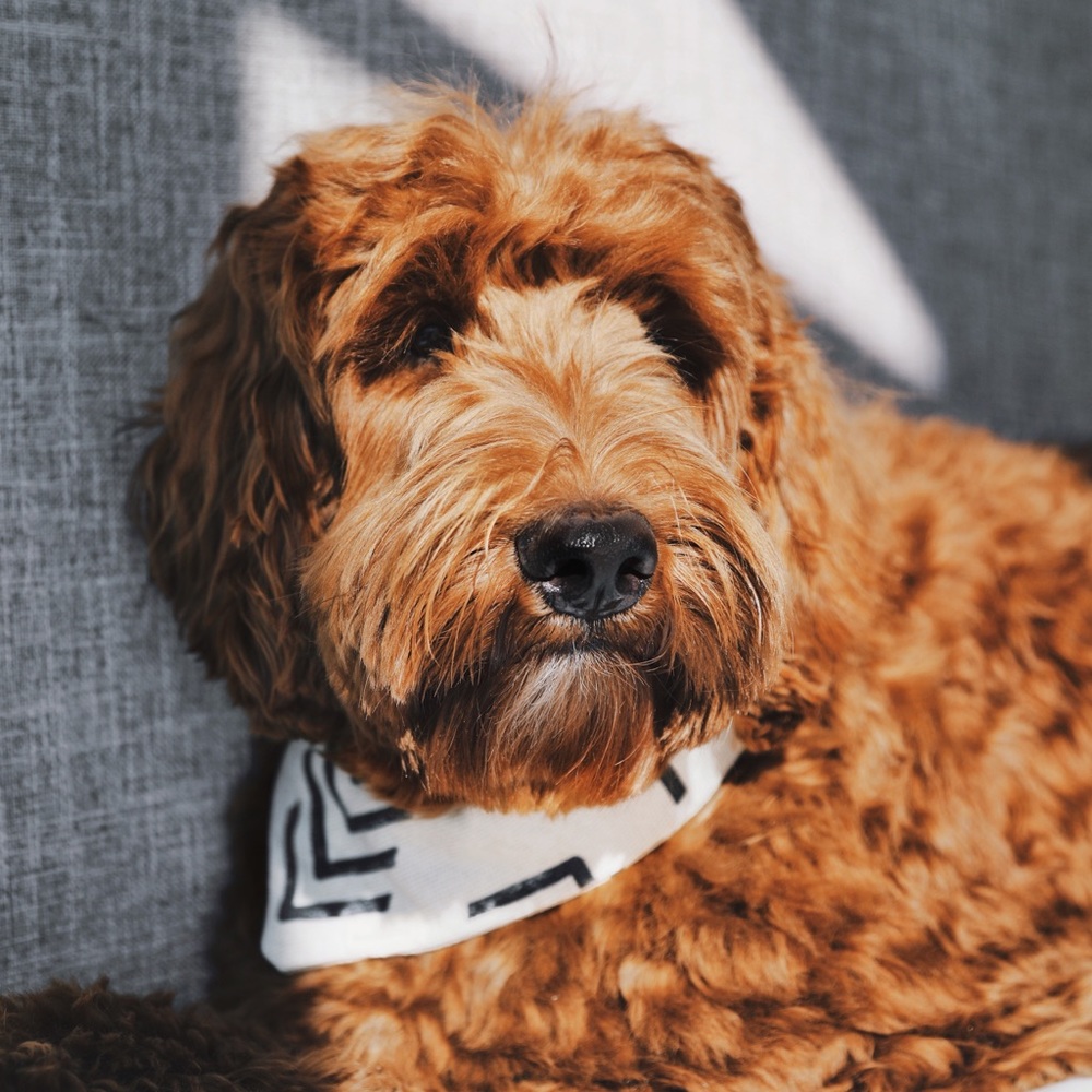 Canvas Dog Bandana